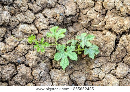 Close Up Momordica Charantia Plant On The Ground