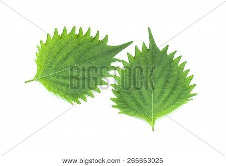 Shiso Leaf An Isolated On White Background