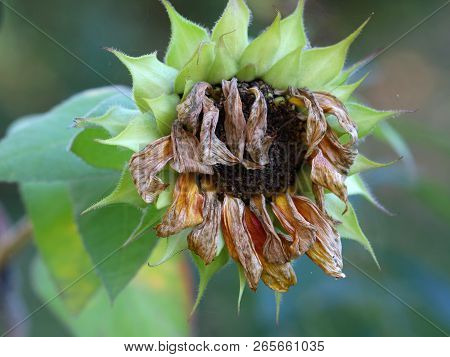 Close Up Of Withered Dried Sunflower Head