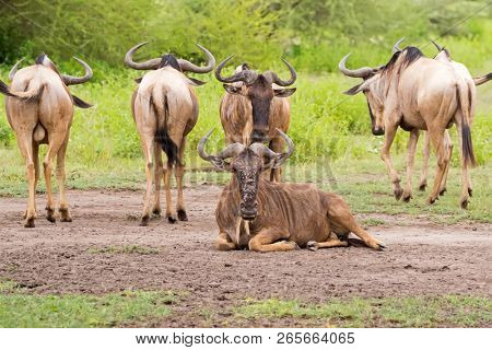 White Bearded Wildebeest, Brindled gnu,  Antelope with beautiful horns at Serengeti National Park, Tanzania, East Africa
