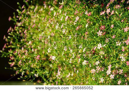 Close Up Gypsophila Flower In Garden Gypsophila Paniculata