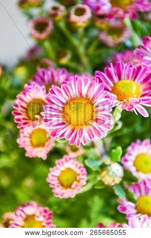 Close Up Chrysanthemum Flower In Garden  - Dendranthemum Grandifflora