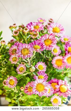 Chrysanthemum Flower In Garden Or Dendranthemum Grandifflora Flower