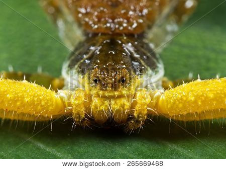 Macro Photography Of Head Of Bizarre Crab Spider On Philodendron Leaf
