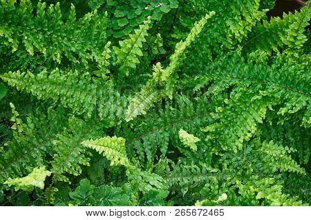 Green Fern Plant Texture