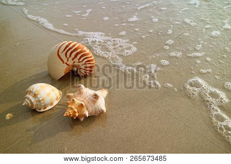 Beautiful Natural Sea Shells On The Wet Sand Beach With Backwash, Thailand