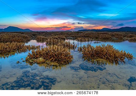 Scenery Sunrise Above The Coral Reef. Coral Reef Emerges From The Water At A Reduced Water Level.
Du