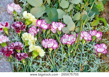 Pink And White Dianthus Caryophyllus Or Carnation Lie On The Ground
