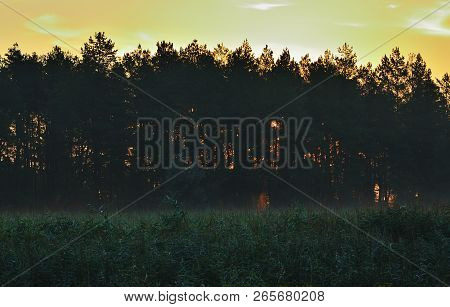Forest Coniferous Trees At Dawn Under The Red Sky. Dense Forest, Grass