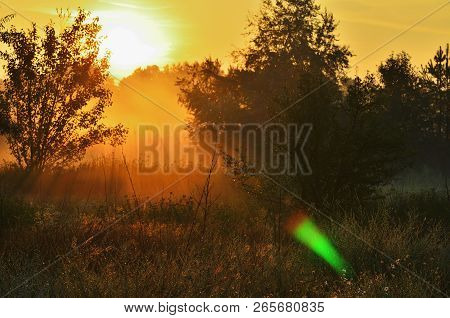 Dawning In The Woods, The Sun Is Pouring Meadow. Bright Sunlight, Nobody