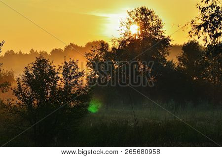 Bright Sunny Morning Light In The Woods, Tall Coniferous Trees In The Meadow