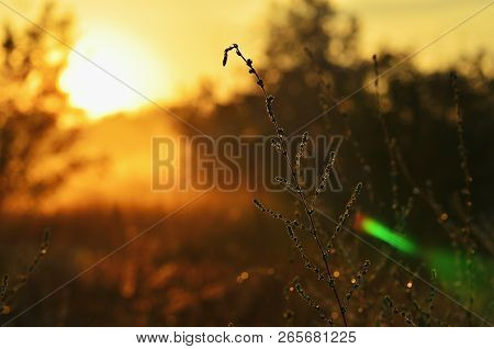 Steppe Grass Close-up, Morning Sunlight On Grass And Flowers In The Woods