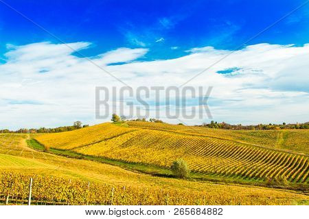 Croatia, Daruvar, Beautiful Countryside Landscape, Colorful Vineyards In Autumn On Hill