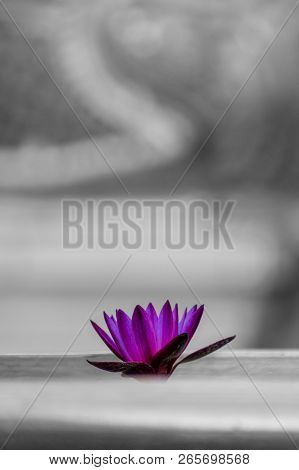 Water Lily In Old Buddhist Temple In Thailand