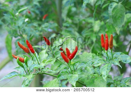 Red Chilli In Organic Farm Of Thailand.
