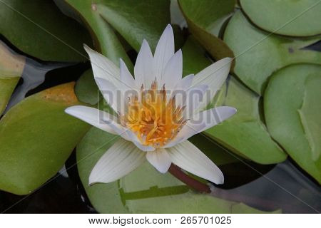 Thai Flower : Lotus Flower Or Nelumbo Nucifera Is One Of Two Extant Species Of Aquatic Plant, It Is 