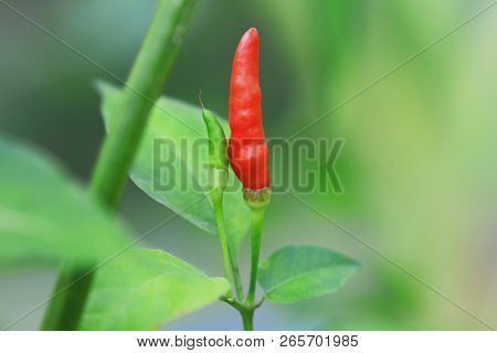 Red Chilli In Organic Farm Of Thailand.