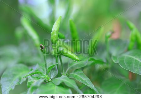 Green Chilli In Organic Farm Of Chili Organic Garden In Thailand.