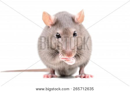 Portrait Of A Funny Little Rat, Isolated On White Background