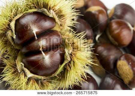 Ripe Chestnuts Close Up. Raw Chestnuts For Christmas. Fresh Sweet Chestnut. Castanea Sativa Top Wiew