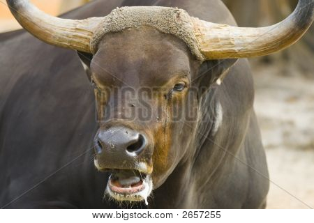 Bull