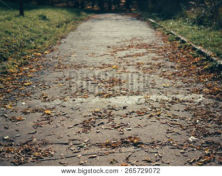 Autumn Park. Sidewalk In Autumn Park With Yellow Leaves. Autumn Natural Background. Falling Foliage,