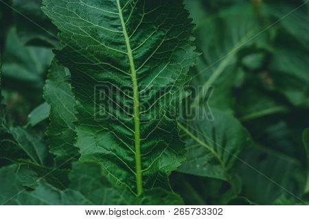 Green Leaves Of Horseradish In The Garden, Harvest Agriculture