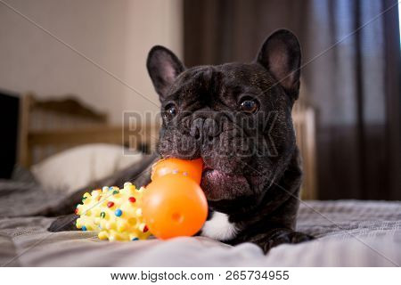 Close Up Brindle French Bulldog Playing With His Toys On The Bed