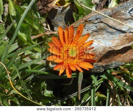 Hawksbeard Flower In The Mountains With Orange Blossom