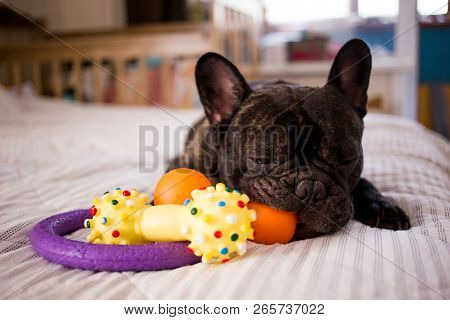 Close Up Brindle French Bulldog Playing With His Toys On The Bed