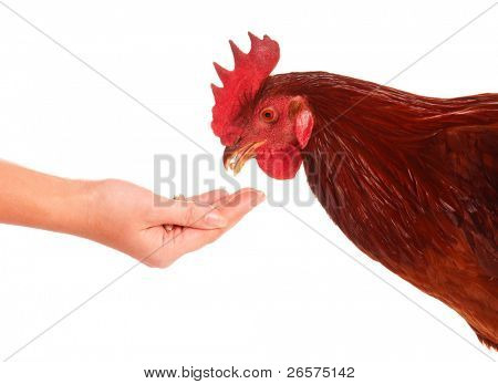 Cute pollo isolata on white background