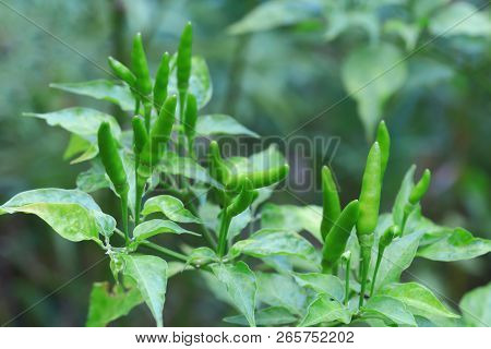Green Chilli In Organic Farm Of Chili Organic Garden In Thailand.