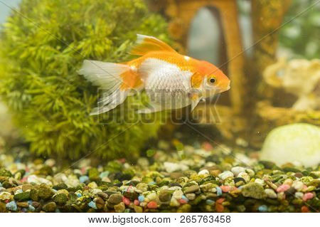 Goldfish In Freshwater Aquarium With Green Beautiful Planted Tropical. Fish In Freshwater Aquarium W