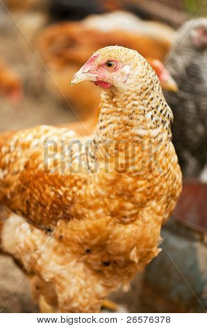 Unge cock og høns gå på gårdspladsen