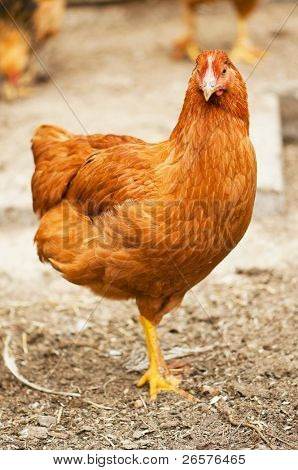 Unge cock og høns gå på gårdspladsen