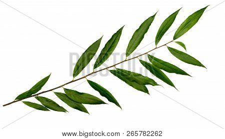 White Willow Or White Willow. Branch With Leaves Isolated On White Background.