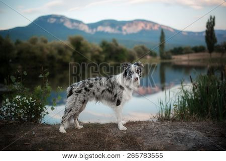 Border Collie Dog Stands On The Shore Of The Lake In The Mountains