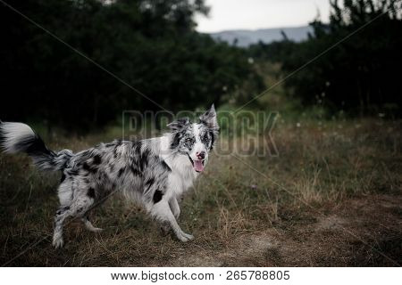 Marble Border Collie Dog In The Wild In The Mountains At Dawn