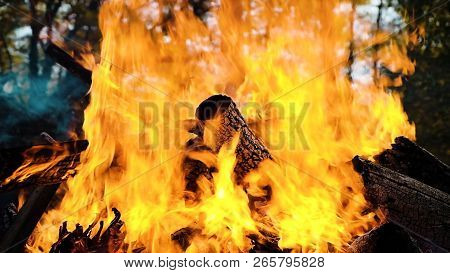 Bonfire Burns In The Forest In Autumn, Black Coals From Logs Close Up, Slow Motion