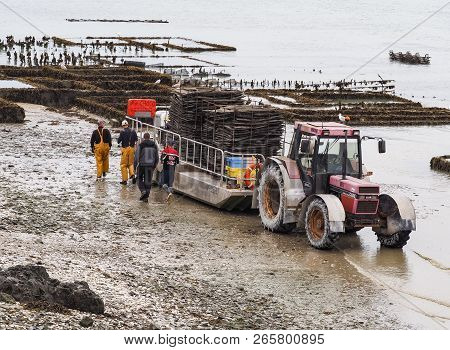 Cancale, France - September Circa, 2018. Local Oyster Seafood Farmers Workers Harvests With Tractor 
