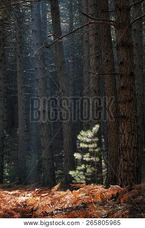 sun highlight on needles of young pine tree against trunk of pinewood in Etna Park, Sicily