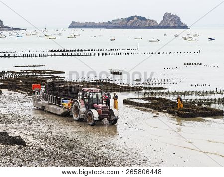 Cancale, France - September Circa, 2018. Local Oyster Seafood Farmers Workers Harvests With Tractor 