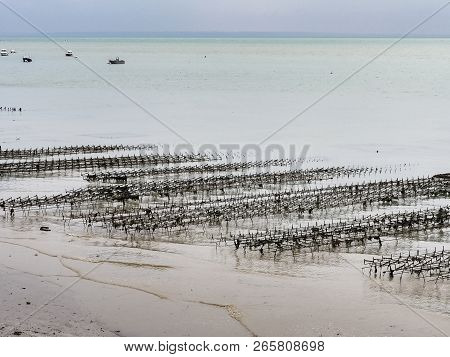 Oysters Shells In The Water On The Beach. Landscape Of France, Brittany