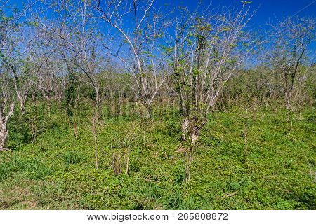 Small Coffee Field Near Valle De Ancon Village, Cuba