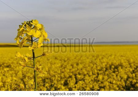 Detail Of Yellow Rapseed (brassica Napus) Flower With Rapeseed Field