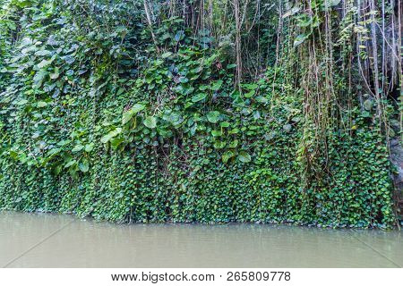 Plants Covering A Rock At The Entrance To Cueva Del Indio Cave In Vinales Valley, Cuba