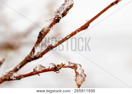 Sleet And Snow On Brown Tree Branches, Early Winter