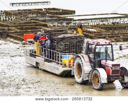 Cancale, France - September Circa, 2018. Local Oyster Seafood Farmers Workers Harvests With Tractor 