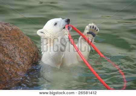 Piccolo orso polare bianco divertente giocare in acqua
