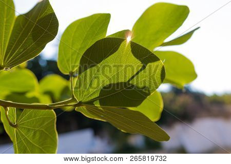 Branch Of Tree With Fresh Spring Green Leaves